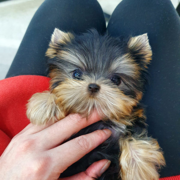 Yorkshire Terrier ( Coco )