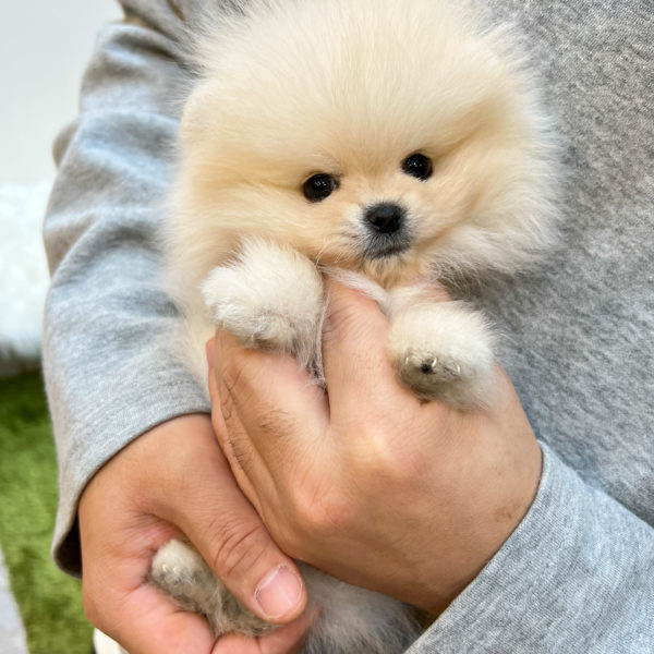 Pomeranian ( Niche )