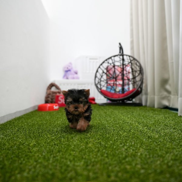 Yorkshire Terrier ( Hugo )