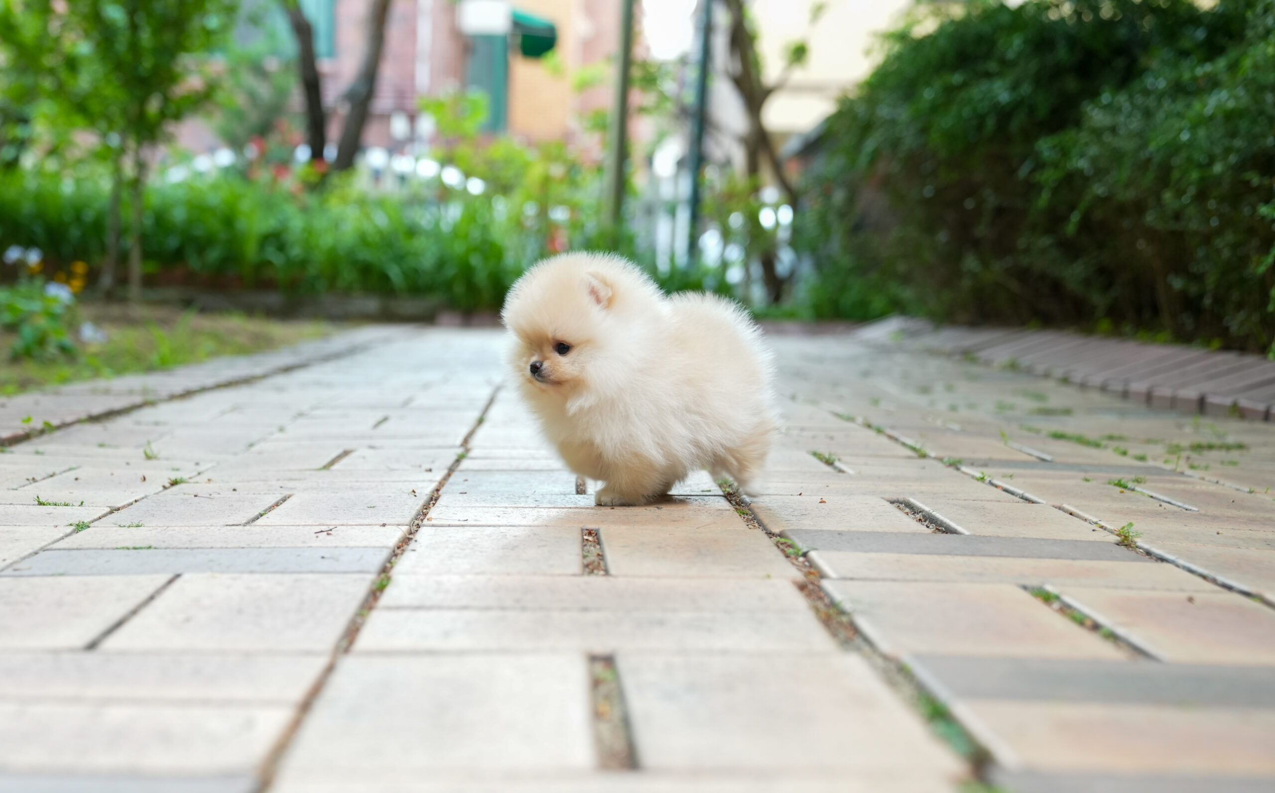 Pomeranian ( Lucy )